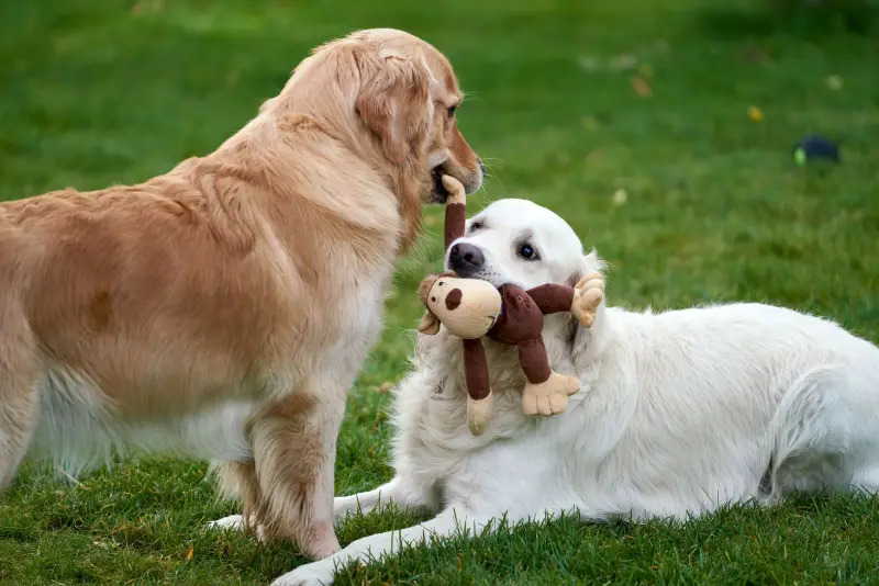 Two dogs playing with a plush dog toy